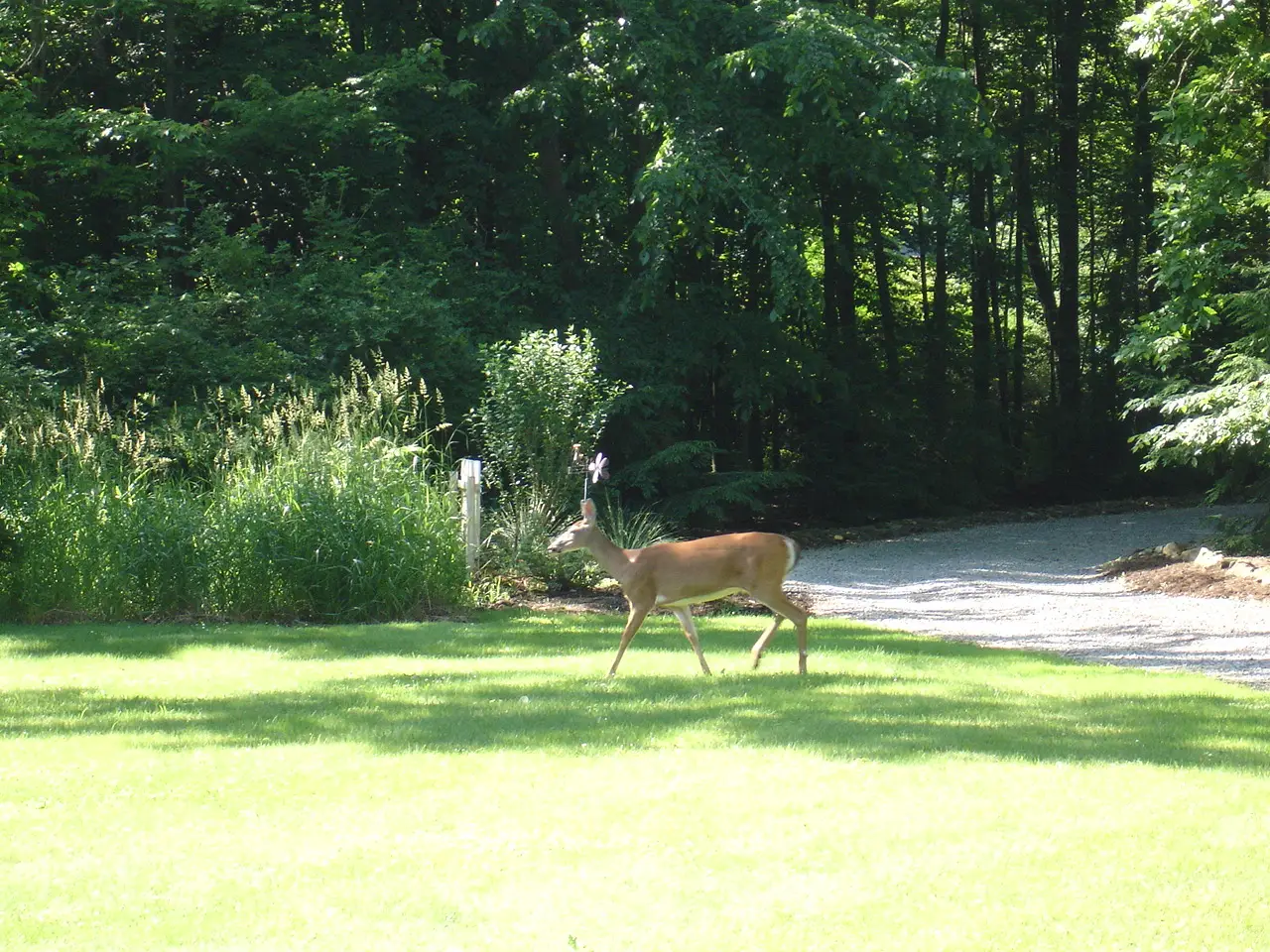 Deer grazing on front lawn