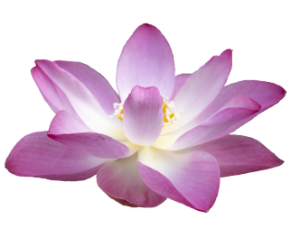 Purple lotus flower in bloom