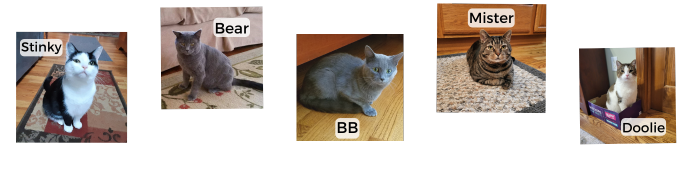 Images of family cats: Stinky, Bear, BB, Mister & Doolie