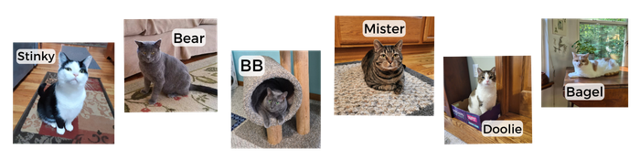 Images of 6 family cats named Stinky, Bear, BB, Mister, Doolie and Bagel